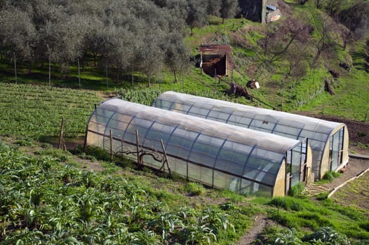 small greenhouse for growing salad