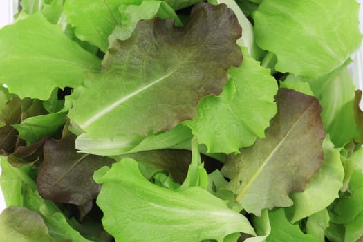 Green and red leaf of lettuce close up. Whole background.