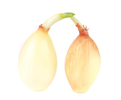 Two golden sprouting ripe onions. Isolated on a white background.