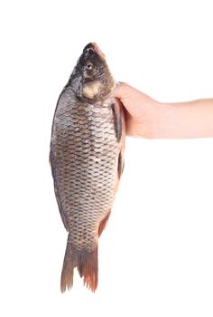 Hand holds fresh fish. Isolated on a white background.