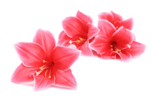 Four artificial flowers. Isolated on a white background.