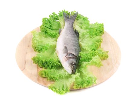 Fresh seabass fish on lettuce. Isolated on a white background.