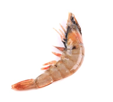 Close up of fresh shrimp. Isolated on a white background