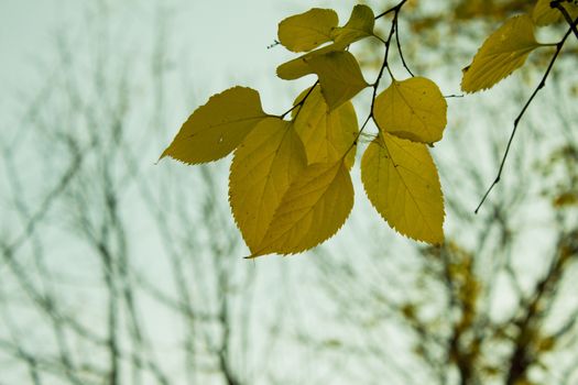 Autumn leaves of a lime tree. selective focus and shallow
