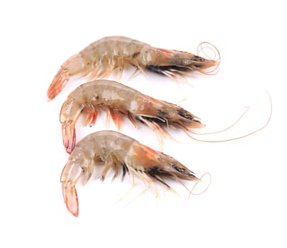 Close up of three fresh shrimp. Isolated on a white background