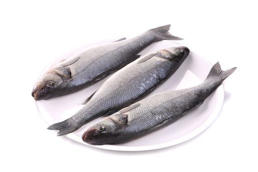 Three fresh seabass fish on plate. Isolated on a white background.