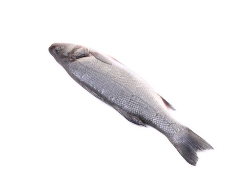 Close up of fresh seabass fish. Isolated on a white background.