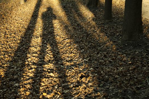 Autumn forest with shadow man