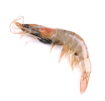 Close up of fresh shrimp. Isolated on a white background.