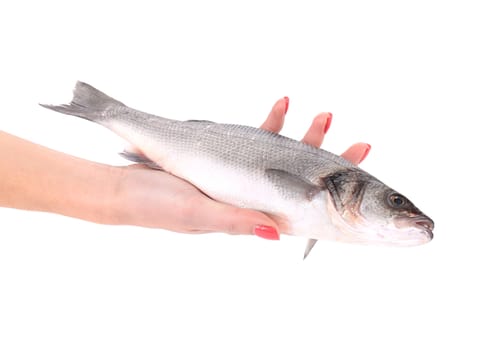 Close up of hand holding fresh seabass fish. Isolated on a white background.