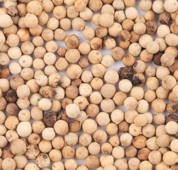 Background of white pepper. Texture. Whole background.