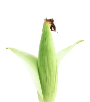 Fresh corn ear. Isolated on a white background.