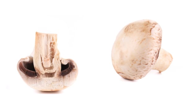 White mushrooms close up. Isolated on a white background.