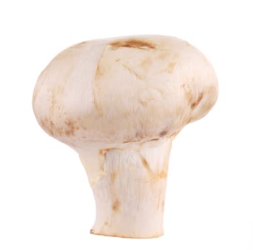 White mushroom close up. Isolated on a white background.