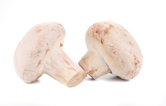 Two white mushrooms close up. Isolated on a white background.