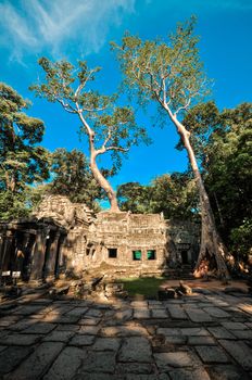 Giant tree covering Ta Prom and Angkor Wat temple, Siem Reap, Cambodia Asia