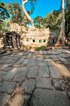 Giant tree covering Ta Prom and Angkor Wat temple, Siem Reap, Cambodia Asia