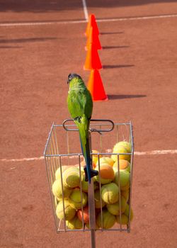 nandayus nenday tamed by a tennis coach who lives perpetually in a tennis school