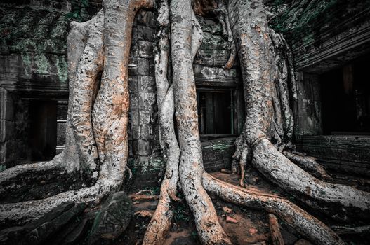 Giant tree covering Ta Prom and Angkor Wat temple, Siem Reap, Cambodia Asia