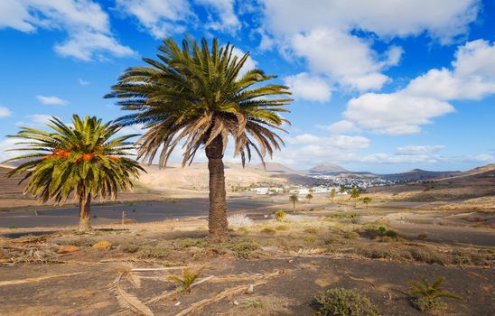 Palm trees and mountain in Lanzarote Punta Papagayo at Canary Islands. Panorama