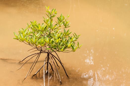 small mangrove tree