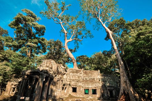 Giant tree covering Ta Prom and Angkor Wat temple, Siem Reap, Cambodia Asia