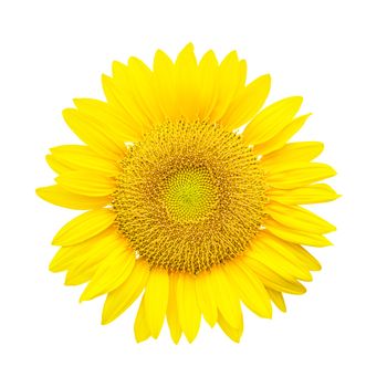 sunflower isolated on white background