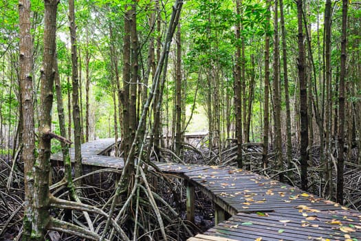 Mangrove forest Boardwalk way