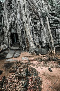 Giant tree covering Ta Prom and Angkor Wat temple, Siem Reap, Cambodia Asia