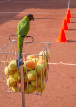 nandayus nenday tamed by a tennis coach who lives perpetually in a tennis school