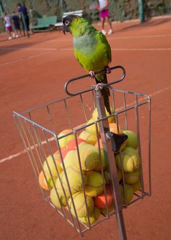 nandayus nenday tamed by a tennis coach who lives perpetually in a tennis school