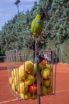 nandayus nenday tamed by a tennis coach who lives perpetually in a tennis school