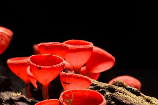 Orange or Champagne mushroom in rain forest