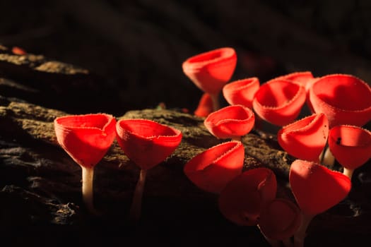 Orange or Champagne mushroom in rain forest