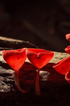 Orange or Champagne mushroom in rain forest