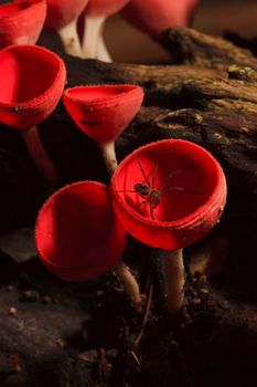 Orange or Champagne mushroom in rain forest and spider