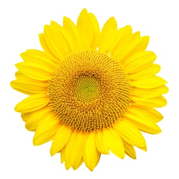 sunflower isolated on white background