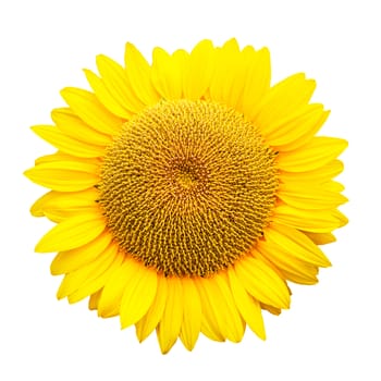 sunflower isolated on white background