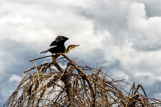 the Shag/Cormorant taking off in naivasha lake of Kenya.