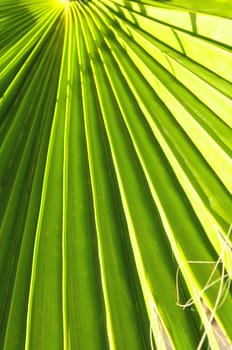 Lines and Textures of a Green Palm Leaf