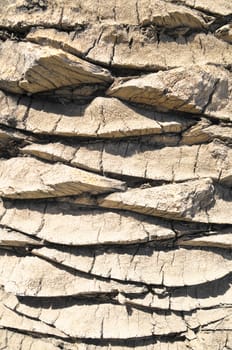 Close up of the Bark in a Textured Palm Tree