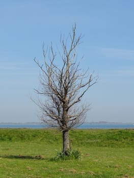 Isolated bare tree on grass with shoreline in the background