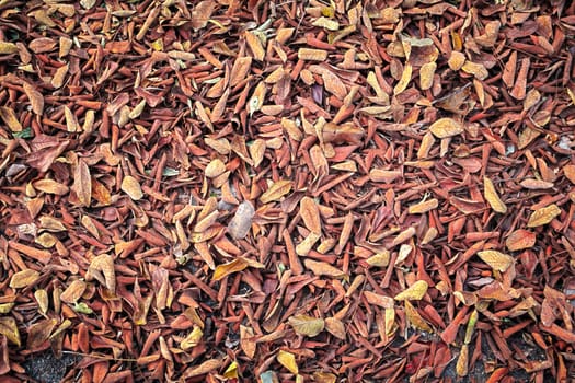 dry dry dead leaves background