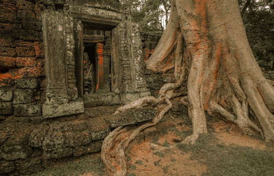 Giant tree covering Ta Prom and Angkor Wat temple, Siem Reap, Cambodia Asia