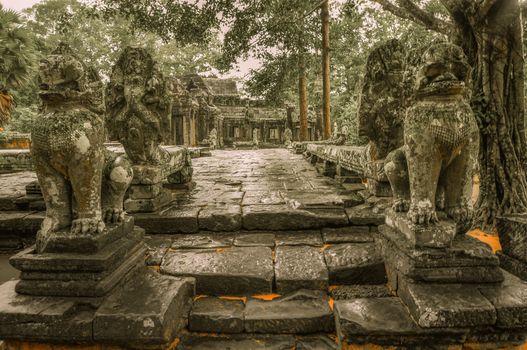 Giant tree covering Ta Prom and Angkor Wat temple, Siem Reap, Cambodia Asia