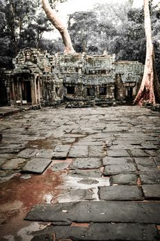 Giant tree covering Ta Prom and Angkor Wat temple, Siem Reap, Cambodia Asia