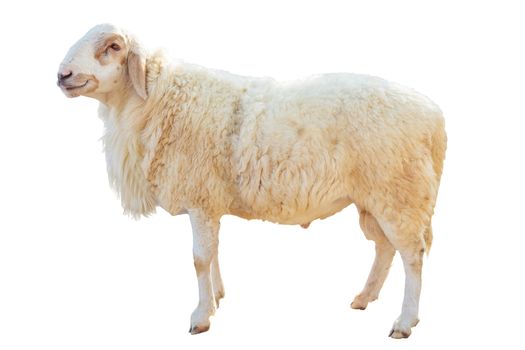 Sheep standing on white background