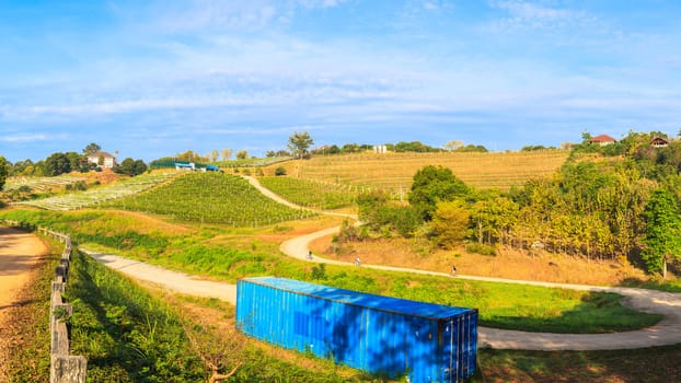 vineyard landscape as panorama view