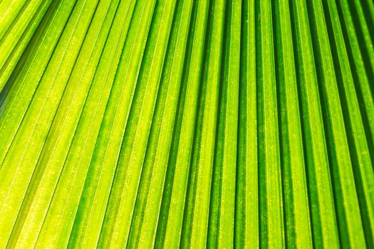 green leaf background, closeup
