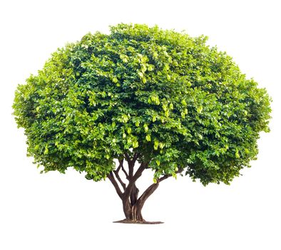 Tree isolated on white background